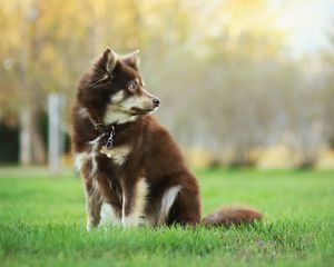 Preview wallpaper dog, animal, pet, glance, walk, greenery