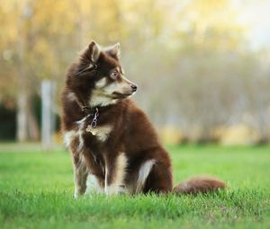 Preview wallpaper dog, animal, pet, glance, walk, greenery