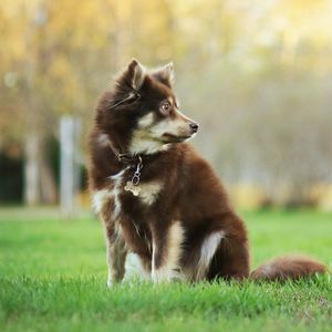 Preview wallpaper dog, animal, pet, glance, walk, greenery