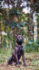 Preview wallpaper dog, animal, pet, collar, black