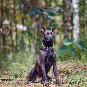 Preview wallpaper dog, animal, pet, collar, black