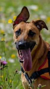 Preview wallpaper dog, animal, protruding tongue, pet, joy