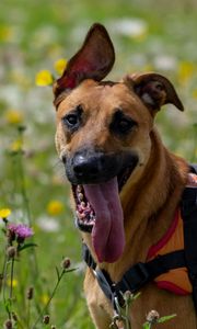 Preview wallpaper dog, animal, protruding tongue, pet, joy