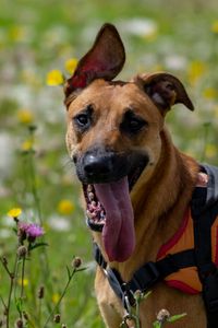 Preview wallpaper dog, animal, protruding tongue, pet, joy