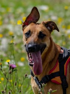 Preview wallpaper dog, animal, protruding tongue, pet, joy