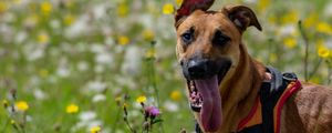 Preview wallpaper dog, animal, protruding tongue, pet, joy