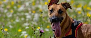 Preview wallpaper dog, animal, protruding tongue, pet, joy