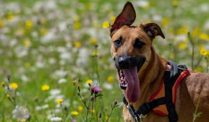 Preview wallpaper dog, animal, protruding tongue, pet, joy