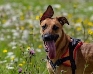 Preview wallpaper dog, animal, protruding tongue, pet, joy