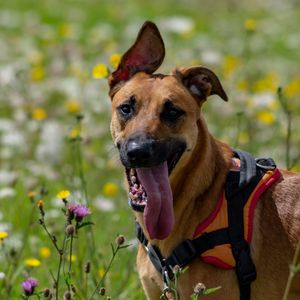 Preview wallpaper dog, animal, protruding tongue, pet, joy