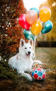 Preview wallpaper dog, animal, white, pet, balloons, ball