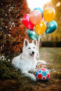 Preview wallpaper dog, animal, white, pet, balloons, ball