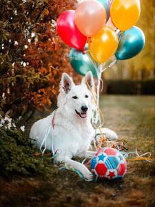 Preview wallpaper dog, animal, white, pet, balloons, ball