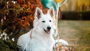 Preview wallpaper dog, animal, white, pet, balloons, ball