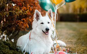 Preview wallpaper dog, animal, white, pet, balloons, ball