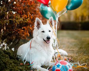 Preview wallpaper dog, animal, white, pet, balloons, ball