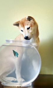 Preview wallpaper dog, aquarium, fish