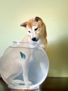 Preview wallpaper dog, aquarium, fish