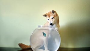 Preview wallpaper dog, aquarium, fish