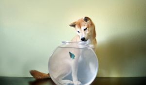 Preview wallpaper dog, aquarium, fish