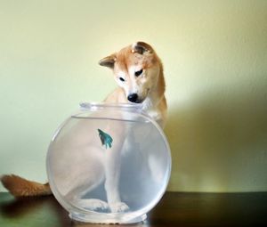 Preview wallpaper dog, aquarium, fish