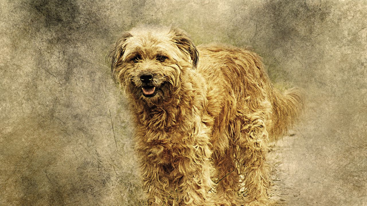Wallpaper dog, art, fluffy