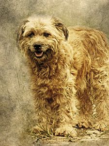 Preview wallpaper dog, art, fluffy