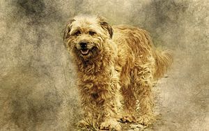 Preview wallpaper dog, art, fluffy