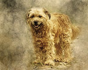 Preview wallpaper dog, art, fluffy