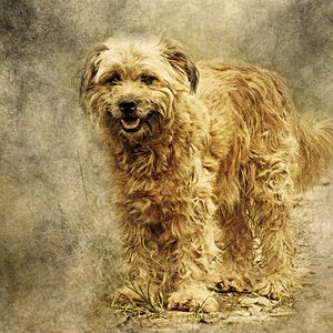 Preview wallpaper dog, art, fluffy