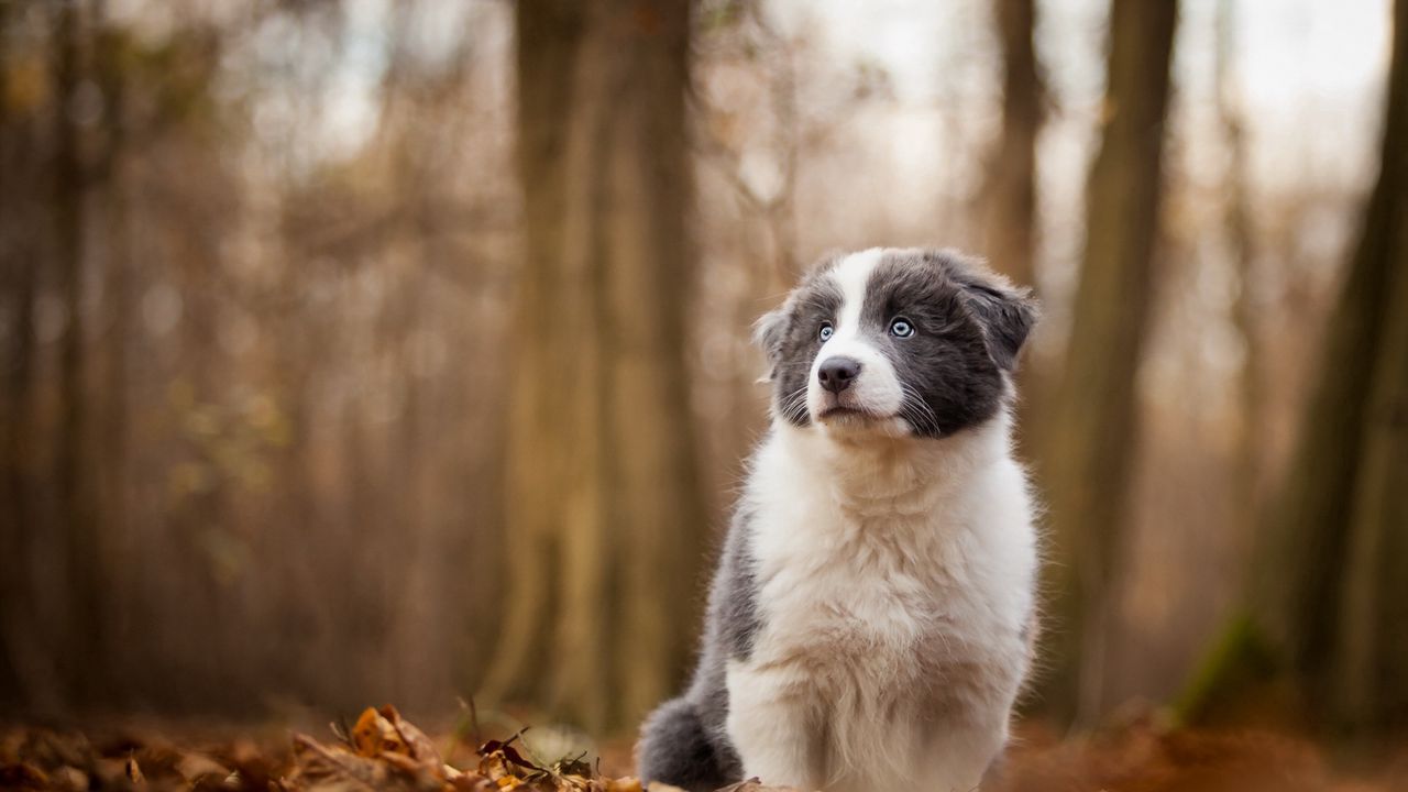 Wallpaper dog, autumn, blur, trees