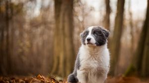 Preview wallpaper dog, autumn, blur, trees