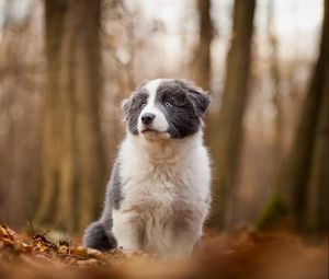 Preview wallpaper dog, autumn, blur, trees