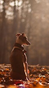 Preview wallpaper dog, autumn, nature, leaves, forest