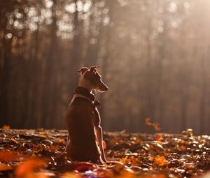 Preview wallpaper dog, autumn, nature, leaves, forest