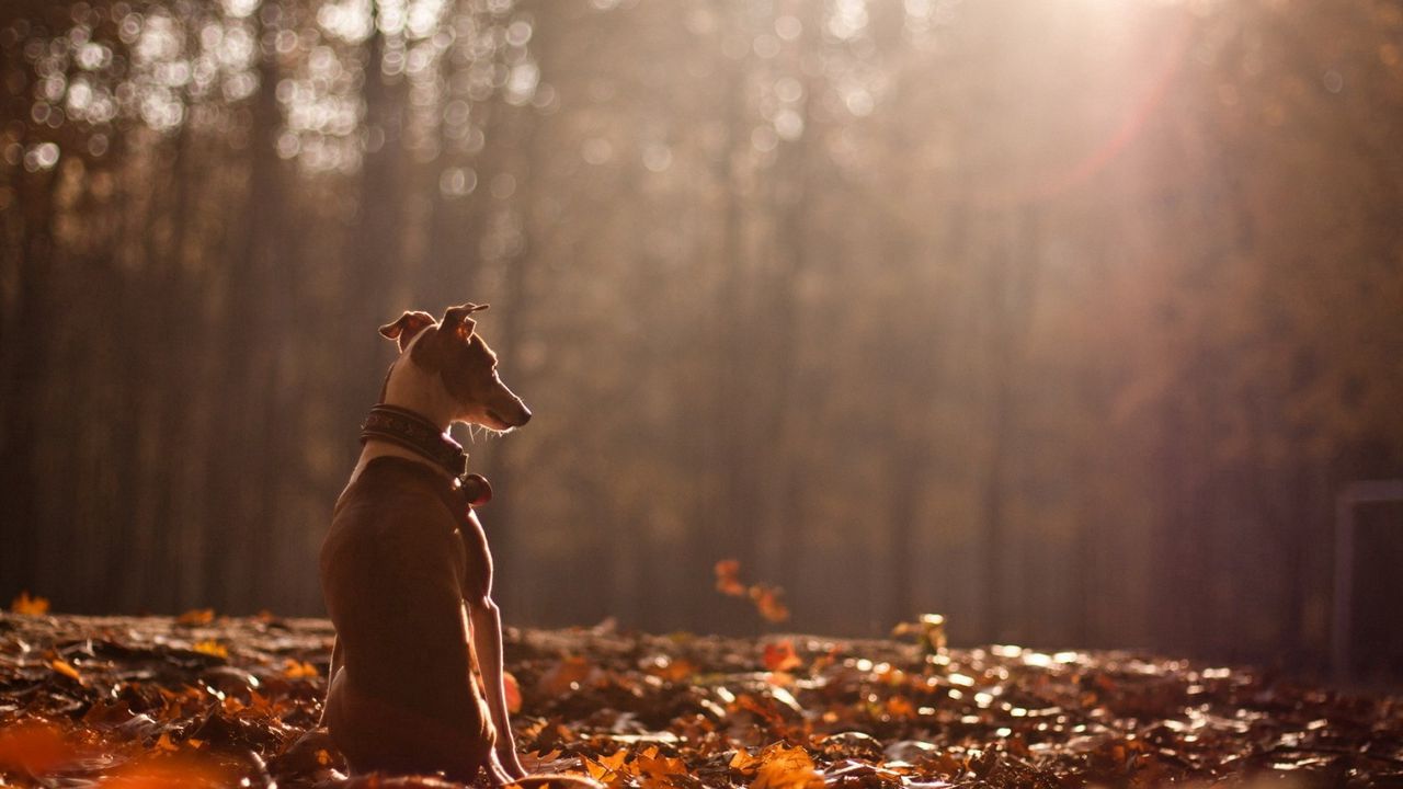 Wallpaper dog, autumn, nature, leaves, forest hd, picture, image