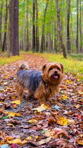 Preview wallpaper dog, autumn, park, walk