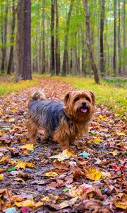 Preview wallpaper dog, autumn, park, walk