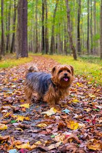 Preview wallpaper dog, autumn, park, walk