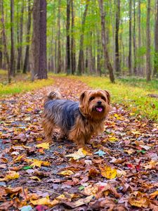Preview wallpaper dog, autumn, park, walk