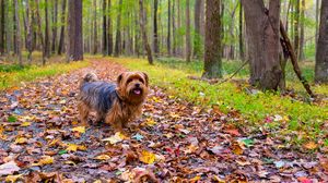 Preview wallpaper dog, autumn, park, walk