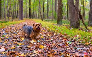 Preview wallpaper dog, autumn, park, walk