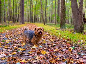 Preview wallpaper dog, autumn, park, walk