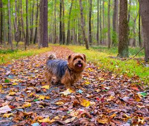 Preview wallpaper dog, autumn, park, walk