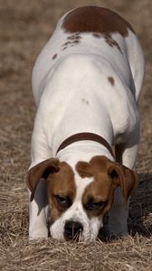 Preview wallpaper dog, baby, spotted, grass, walk