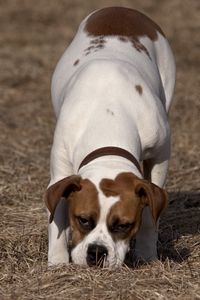 Preview wallpaper dog, baby, spotted, grass, walk