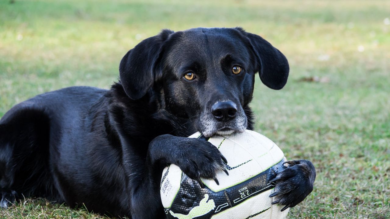 Wallpaper dog, ball, football, paws, muzzle