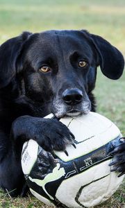 Preview wallpaper dog, ball, football, paws, muzzle