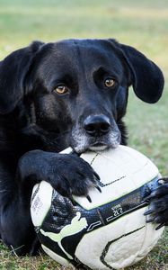 Preview wallpaper dog, ball, football, paws, muzzle