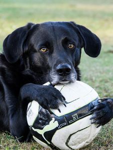 Preview wallpaper dog, ball, football, paws, muzzle